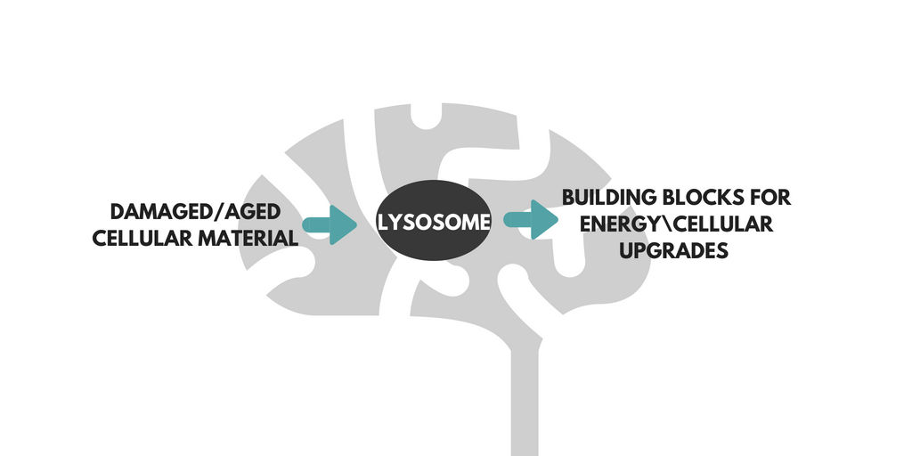 Autophagy – Your Cellular Upgrade