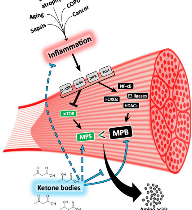 Anticatabolic effects of ketone bodies