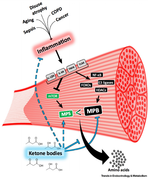 Muscle Ketones.jpg