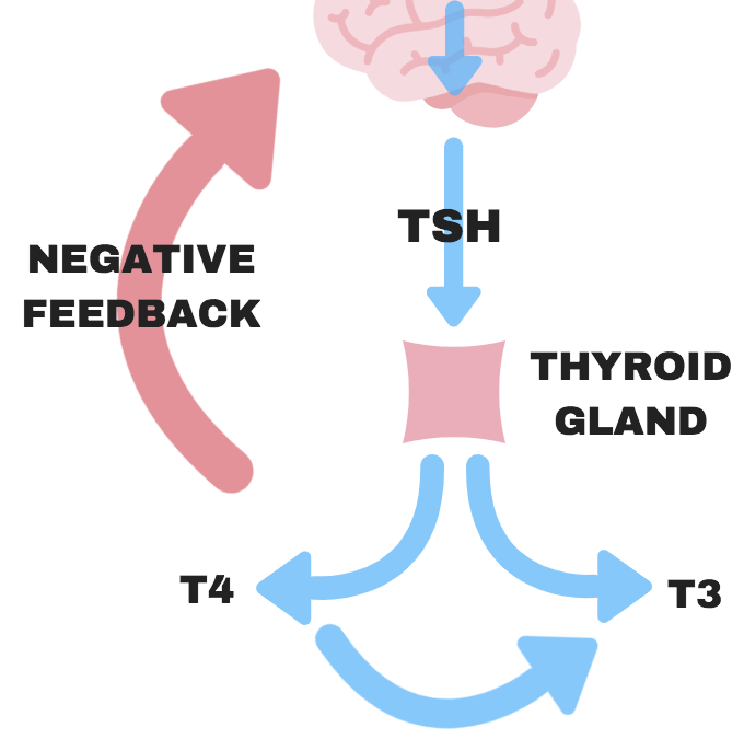 Will the Ketogenic Diet Destroy Your Thyroid?