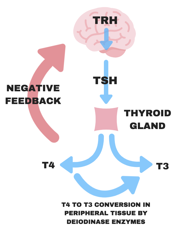 Will the Diet Destroy Thyroid? -