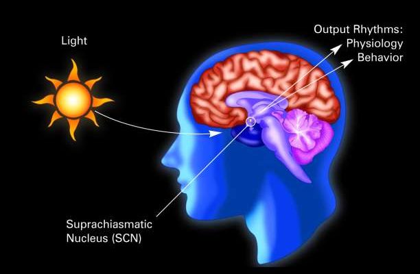 suprachiasmatic nucleus (SCN).jpg