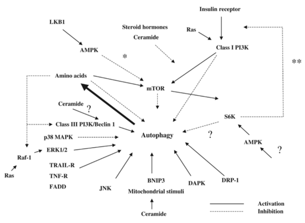 Source: Meijer AJ &amp; Codogno P. 2005. Autophagy and signaling: their role in cell survival and cell death. Cell Death and Differentiation, 12 :1509-1518.