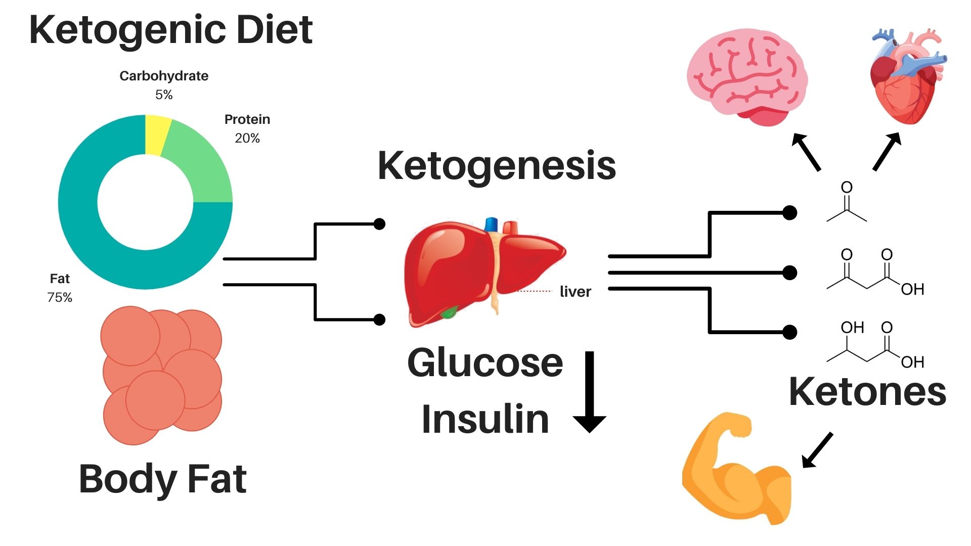 Does Vodka Stop Ketosis at Albert Cooke blog