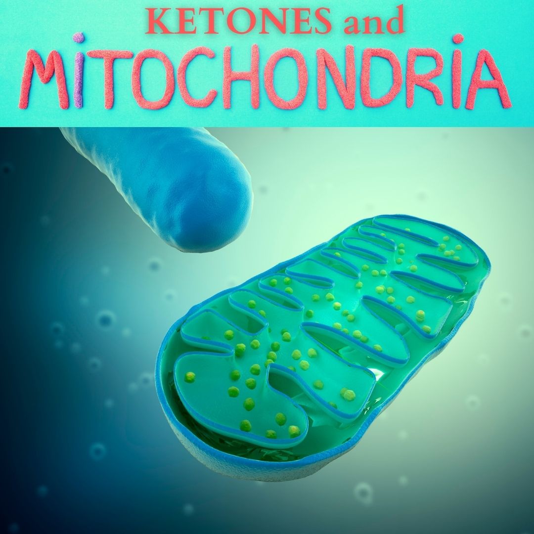 Mitochondria Microscopy detailed labelled - Buy Royalty Free 3D model by  Deepankar.Parmar (@Deepankar.Parmar) [6feebdc]