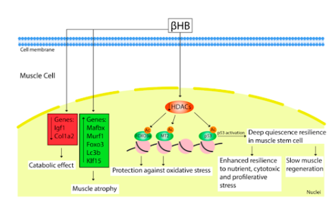 Ketogenic Diet And Muscle Metabolism - KetoNutrition