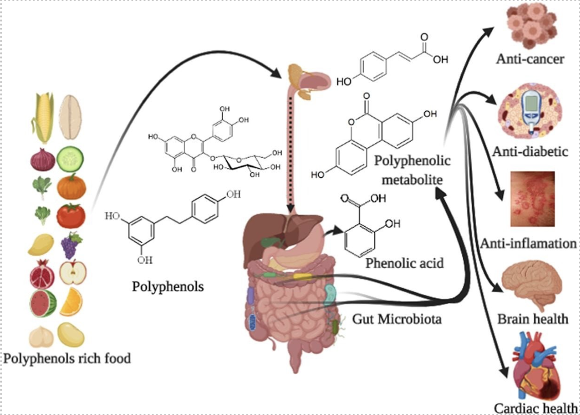 benefits of polyphenols